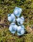 Preview: Augenperle helles aquamarin