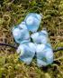Preview: Augenperle helles aquamarin